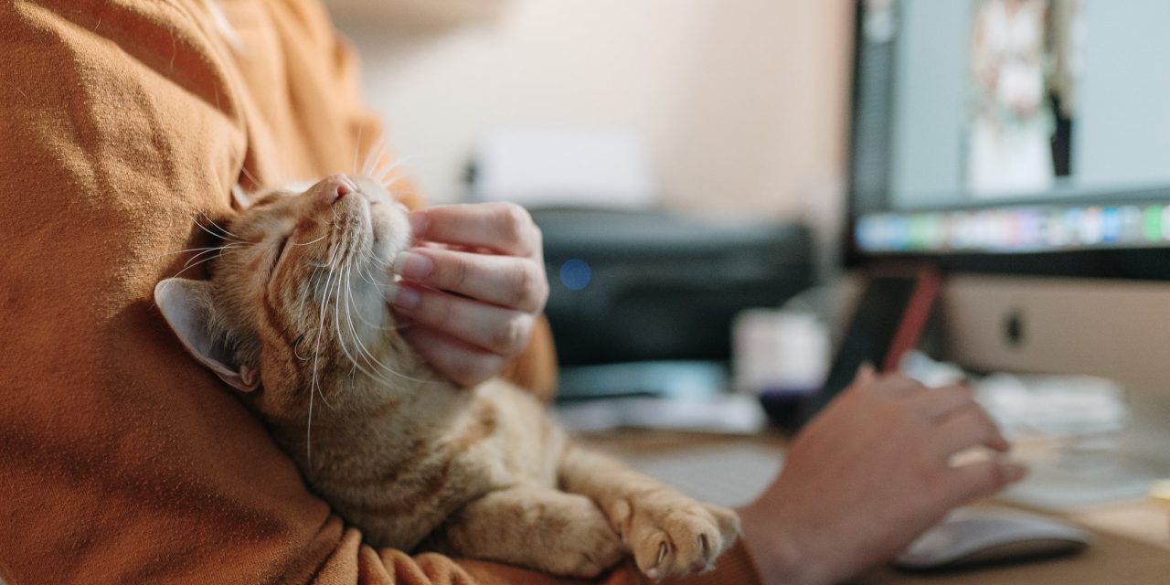 ARE CATS MAN’S NEW BEST FRIEND? SURGE IN DEMAND THROUGHOUT LOCKDOWN
