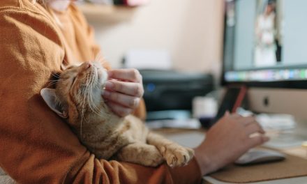 ARE CATS MAN’S NEW BEST FRIEND? SURGE IN DEMAND THROUGHOUT LOCKDOWN