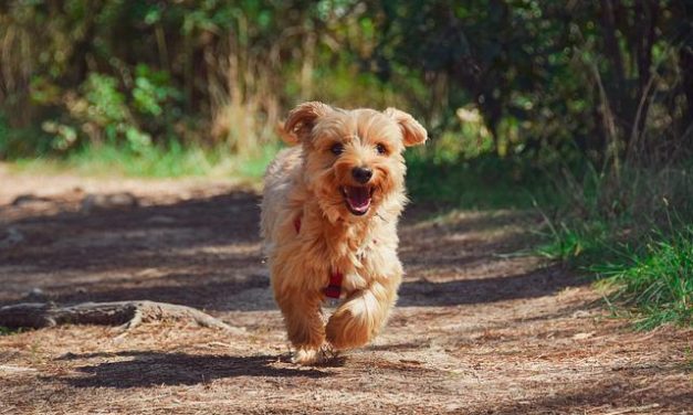 5 Dog-Friendly Festivals Paw-fect for 2022