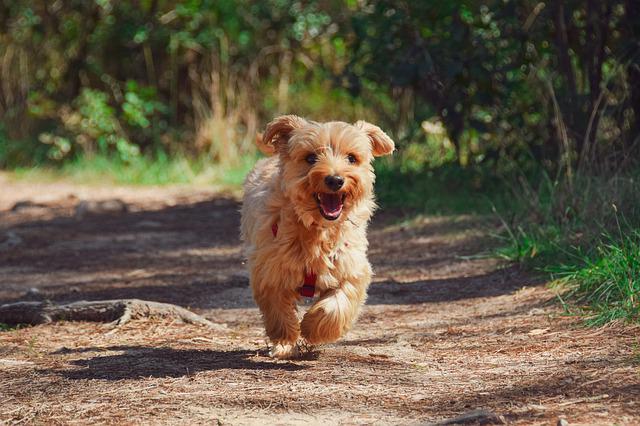 5 Dog-Friendly Festivals Paw-fect for 2022