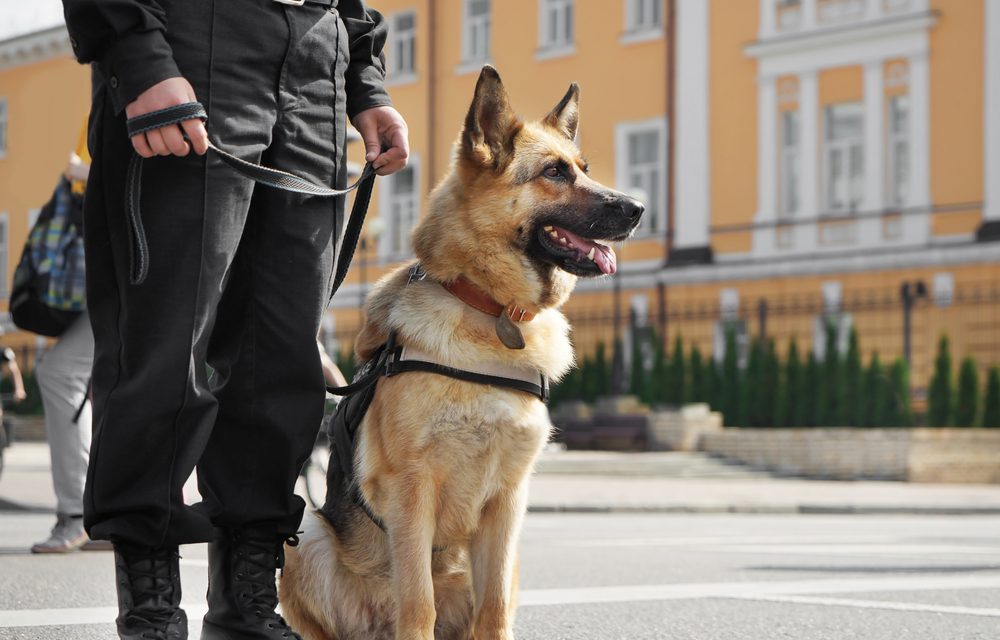 A Ruff-ing Good Job: Celebrating the Most Hard-Working Dog Breeds