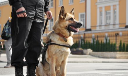 A Ruff-ing Good Job: Celebrating the Most Hard-Working Dog Breeds