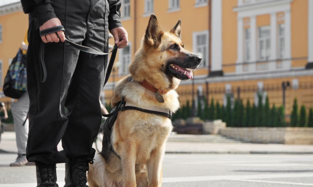 A Ruff-ing Good Job: Celebrating the Most Hard-Working Dog Breeds