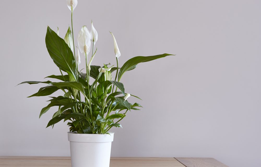 Top 6 Easy-Care Plants to Have in Your Office Space