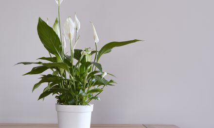 Top 6 Easy-Care Plants to Have in Your Office Space