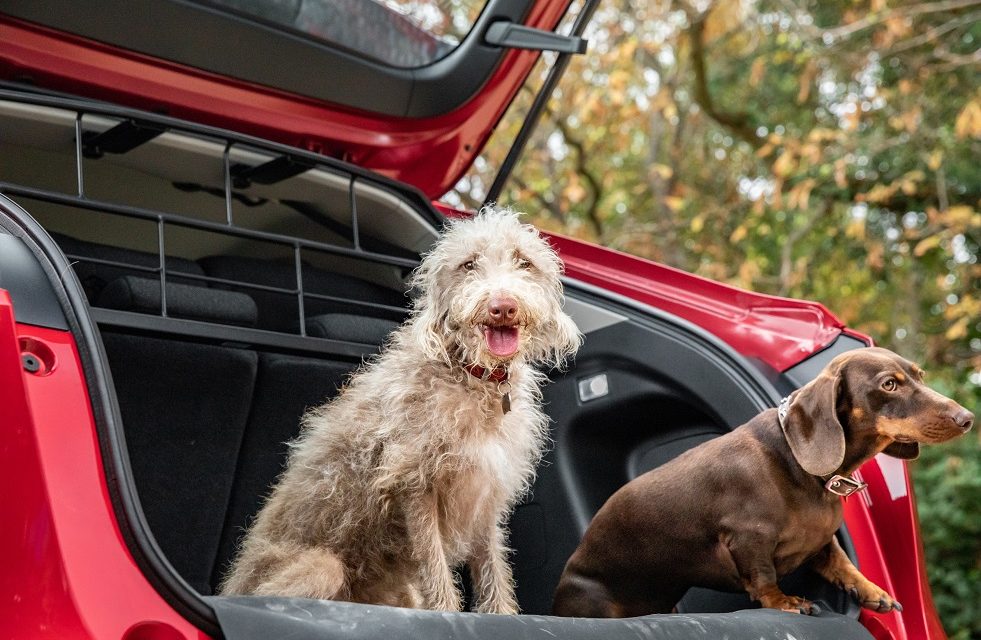Honda launches new range of dog accessories, inspired by April Fools’ Day joke
