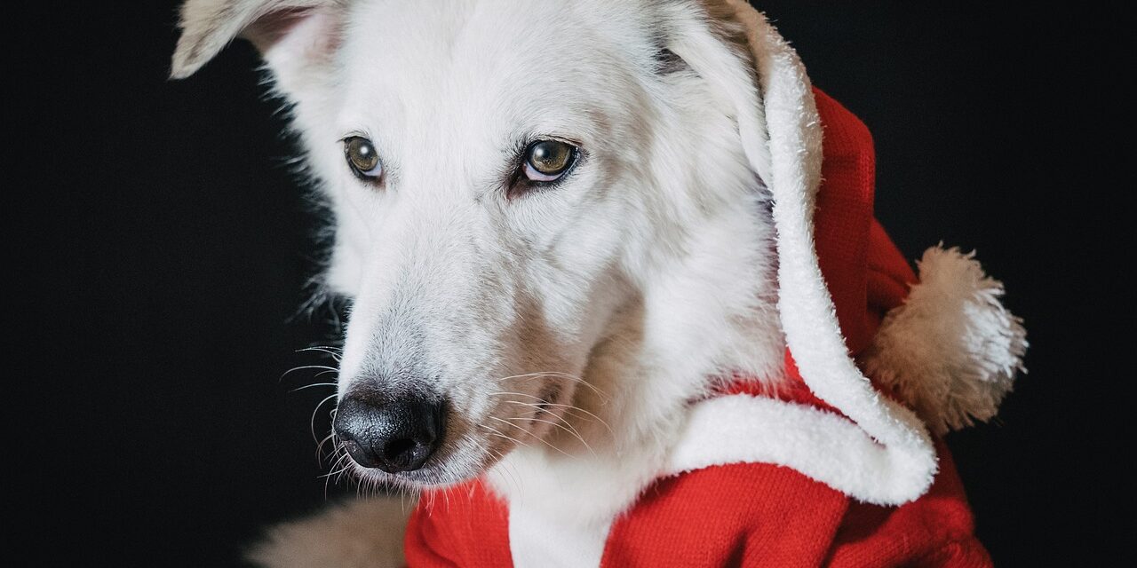 Present Puppies: Things to Consider When Buying a Dog for Christmas