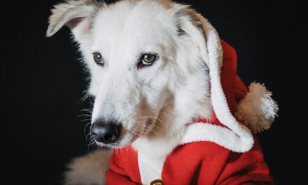 Present Puppies: Things to Consider When Buying a Dog for Christmas
