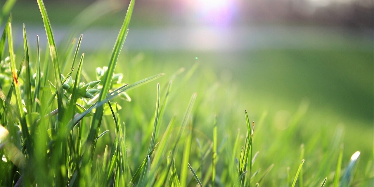 How to Protect Your Lawn in the winter