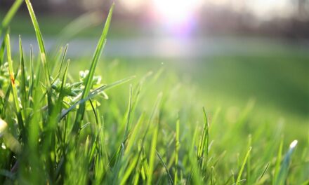 How to Protect Your Lawn in the winter
