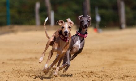 How to Read Greyhound Racing Betting Odds