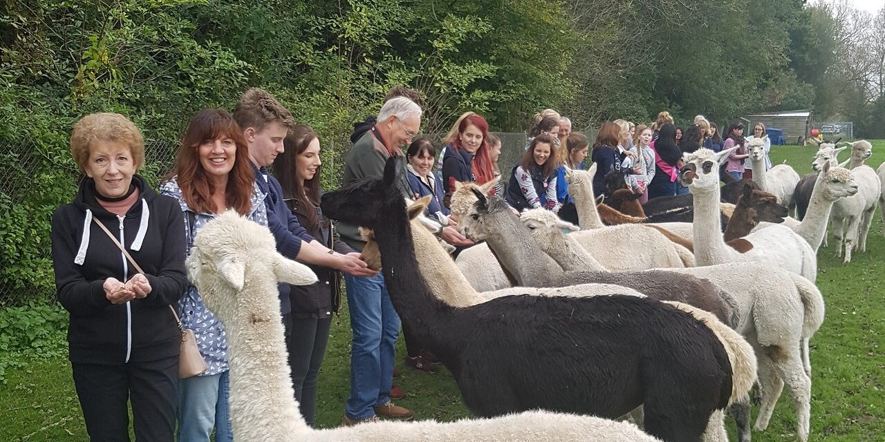 Hensting Alpacas Introduces New Updated Walking Experience