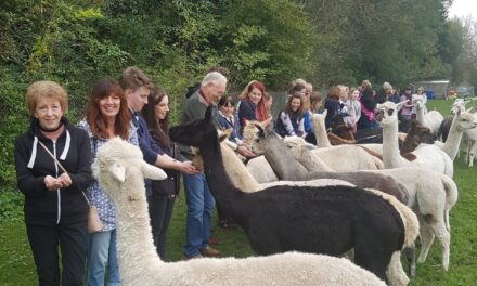 Hensting Alpacas Introduces New Updated Walking Experience