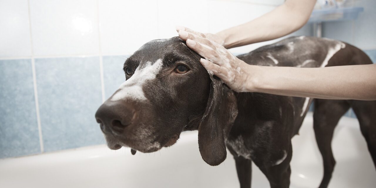 Pampered Pooch: Dog Grooming Tips You Should Know from an Expert