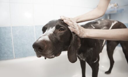 Pampered Pooch: Dog Grooming Tips You Should Know from an Expert