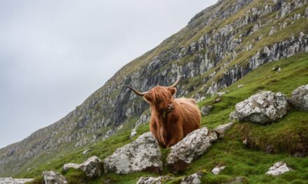 Best Festivals to Visit in Scotland for Summer 2023