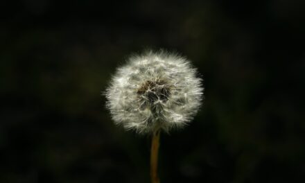Why is hayfever worse at night?