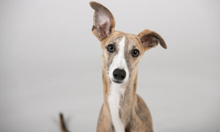 Where to go in The North East to see Greyhound Racing
