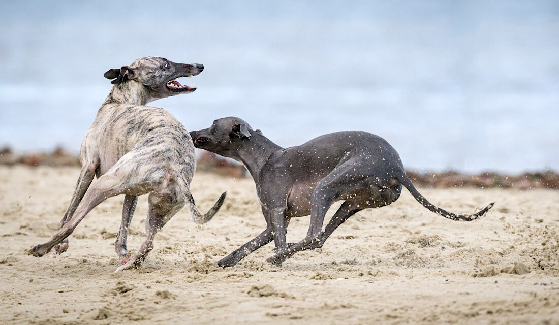 Guide to Greyhound Racing in The North West of England