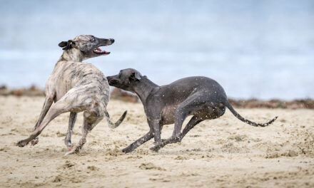 Guide to Greyhound Racing in The North West of England