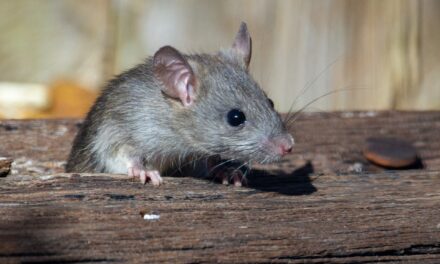 There’s a New Generation of Super Rats in the UK