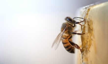 What is a beebrick and why are they a great idea?