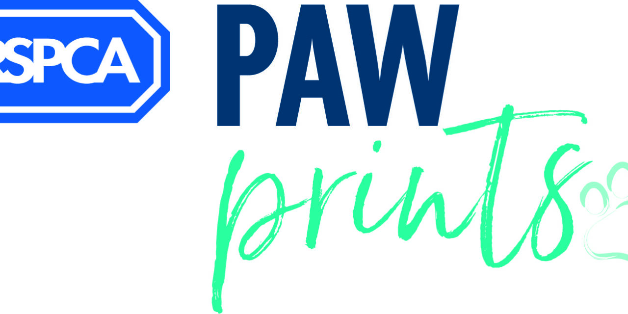 Time is running out! One month left to enter RSPCA PawPrints Awards