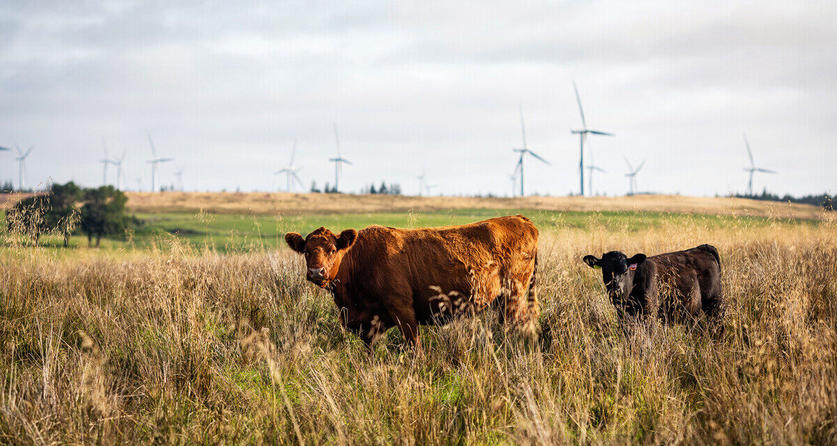 Bridge of Weir welcomes WWF report highlighting crucial role played by leather in the circular economy
