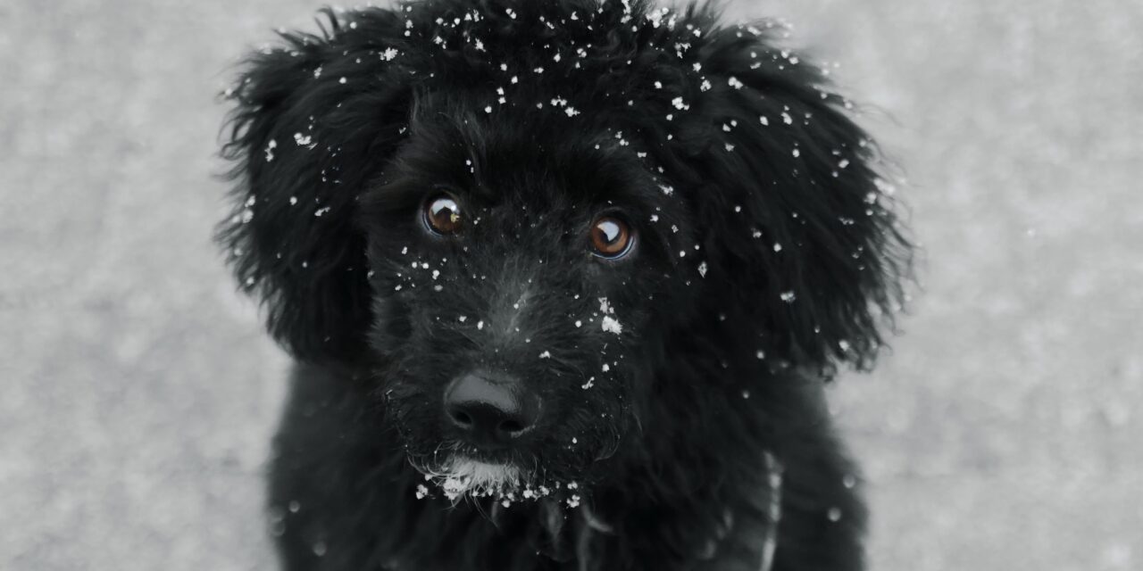 5 tips to capture stunning wildlife shots from an RSPCA Pro Photographer