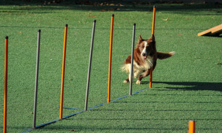 Top 5 dog breed that are easy to train.