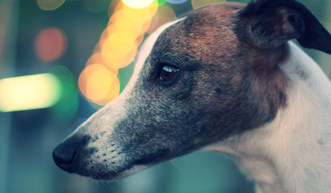 List of Dog Racing Track in the North West of England