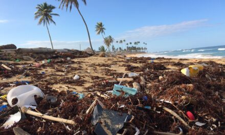 Plastic Free July: How Can You Pitch in?