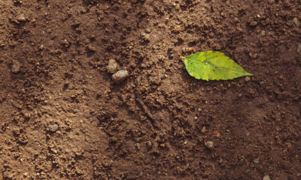 World Soil Day – 5th December 2023