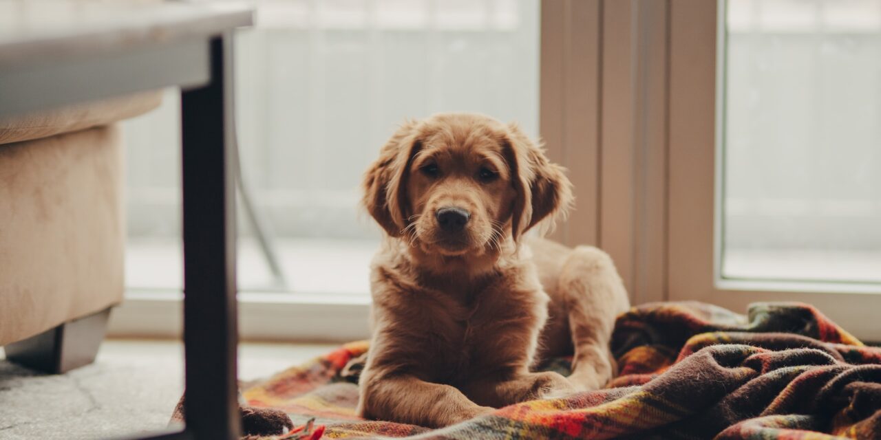 Top 5 Family Friendly Dogs