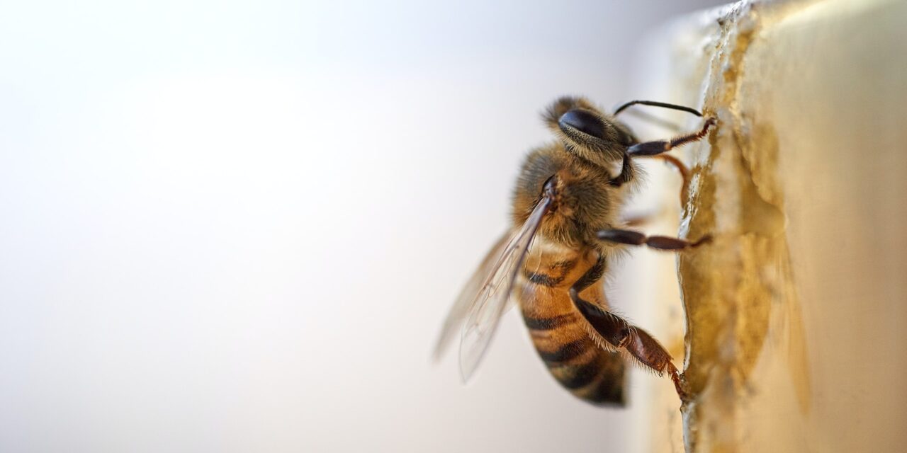 What do Bee’s bring to the economy?