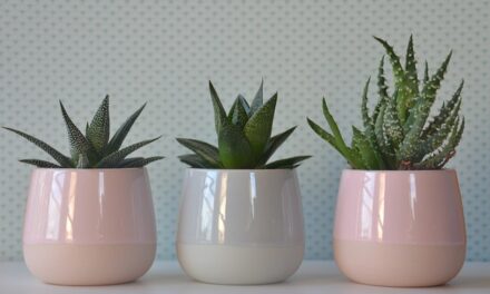 Houseplant Week in the UK 8th – 14th January 2024