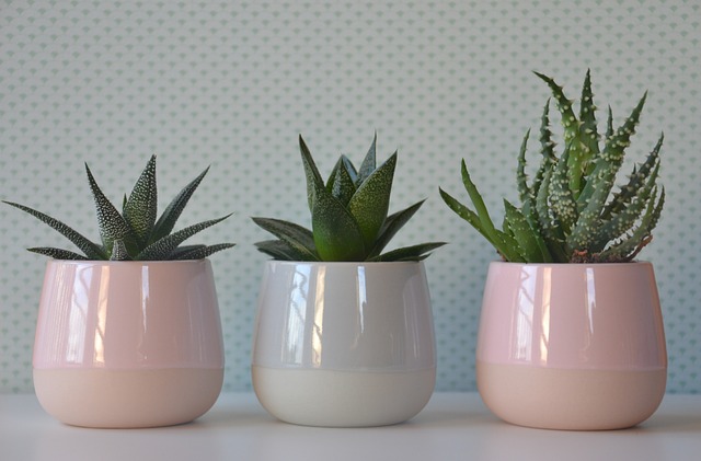 Houseplant Week in the UK 8th – 14th January 2024