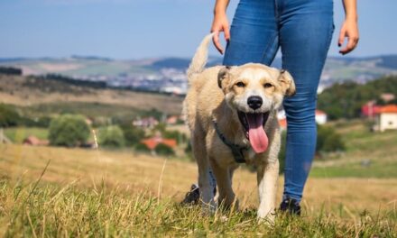 How are you getting involved with Walk Your Dog Month 2024?