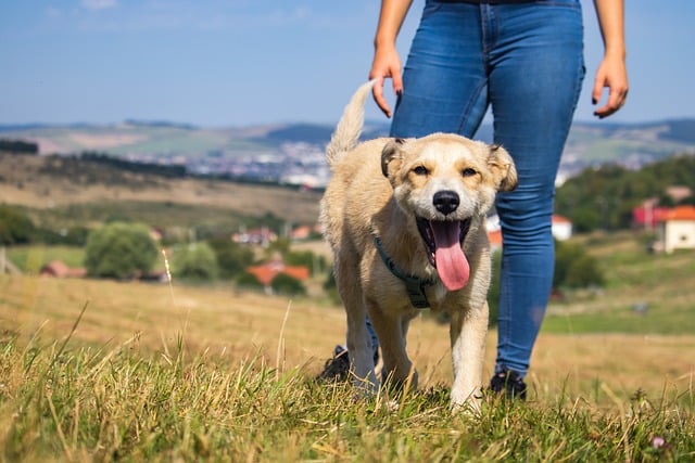 How are you getting involved with Walk Your Dog Month 2024?