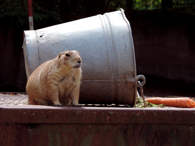What is Groundhog Day 2024 and Why is known all over the world?