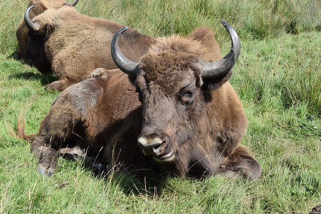 A History of: Knowsley Safari Park