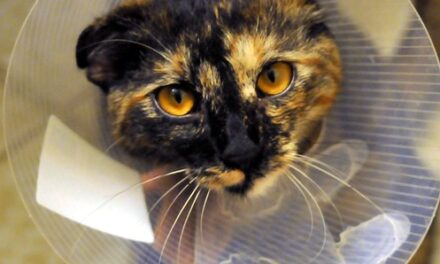 23rd February 2024 – World Spay Day