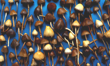 Magic Mushrooms – A New Remedy for Depression