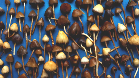 Magic Mushrooms – A New Remedy for Depression