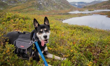 Where to go for nice walk with the Dog if your away for the Weekend in Northern Ireland?