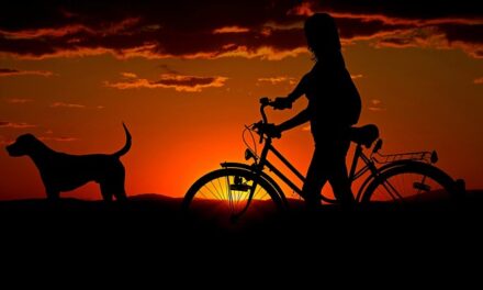 Where to go for nice walk with the Dog this weekend?