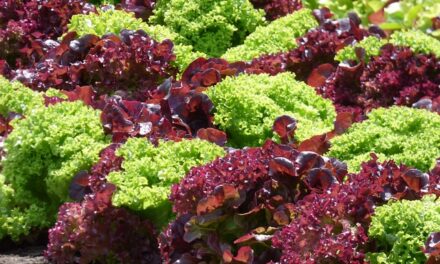 The Ultimate Guide: What Food is Best to Grow in May