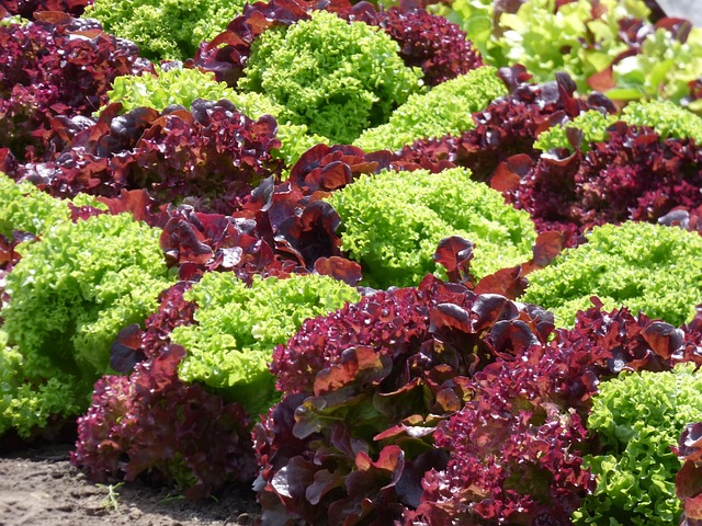 The Ultimate Guide: What Food is Best to Grow in May