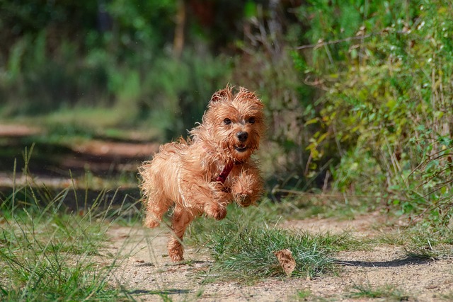 Where to go for nice walk with the Dog if your away for the Weekend in Yorkshire?
