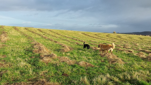 Where to go for nice walk with the Dog if your away for the Weekend in Scotland?